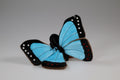 Morpho Sommerfuglebamse