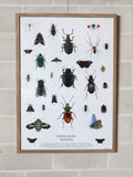 Lykke Bianca Stevns Klint Insekter plakat