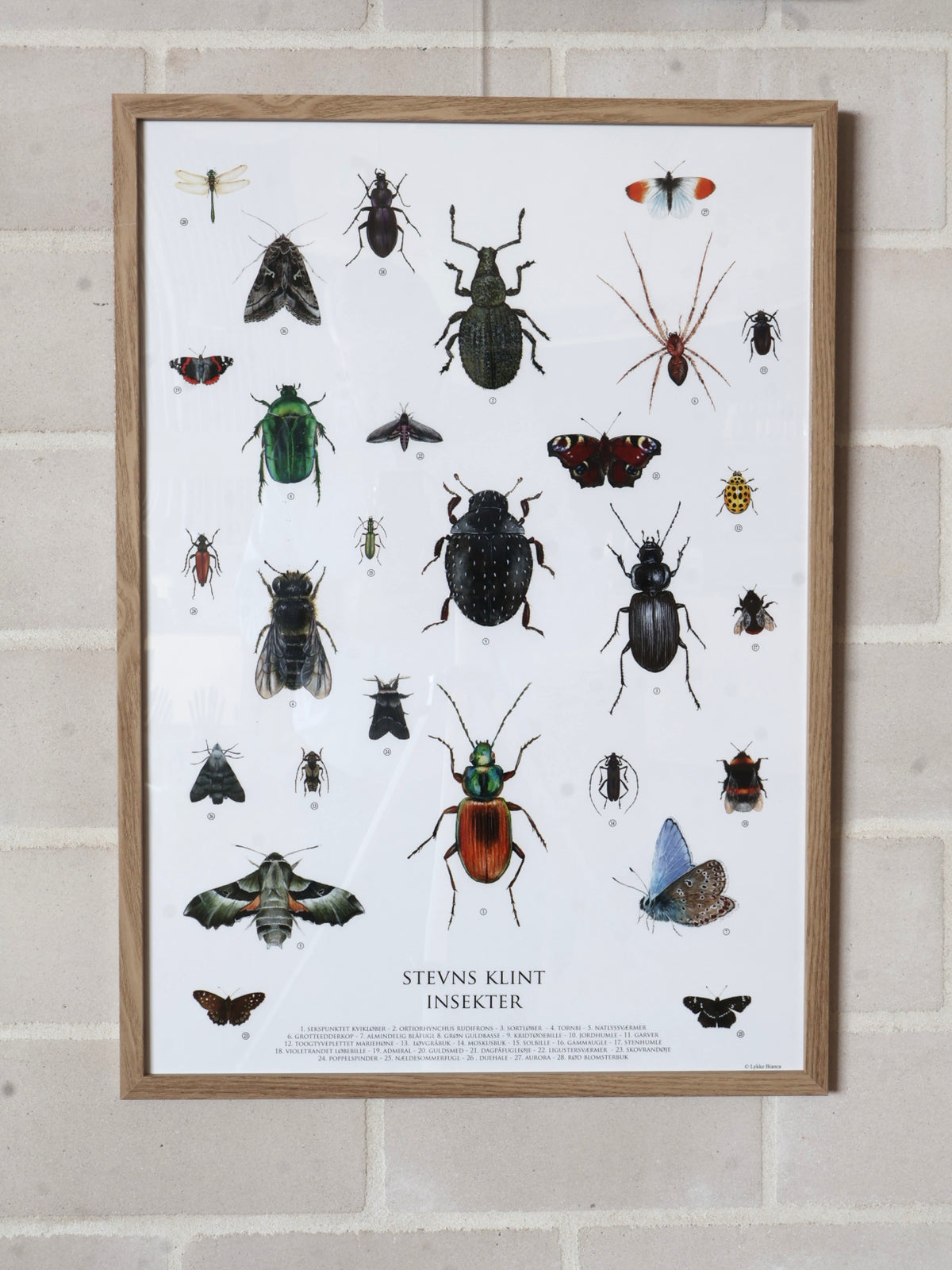 Lykke Bianca Stevns Klint Insekter plakat