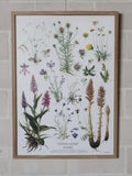 Lykke Bianca Stevns Klint Flora plakat