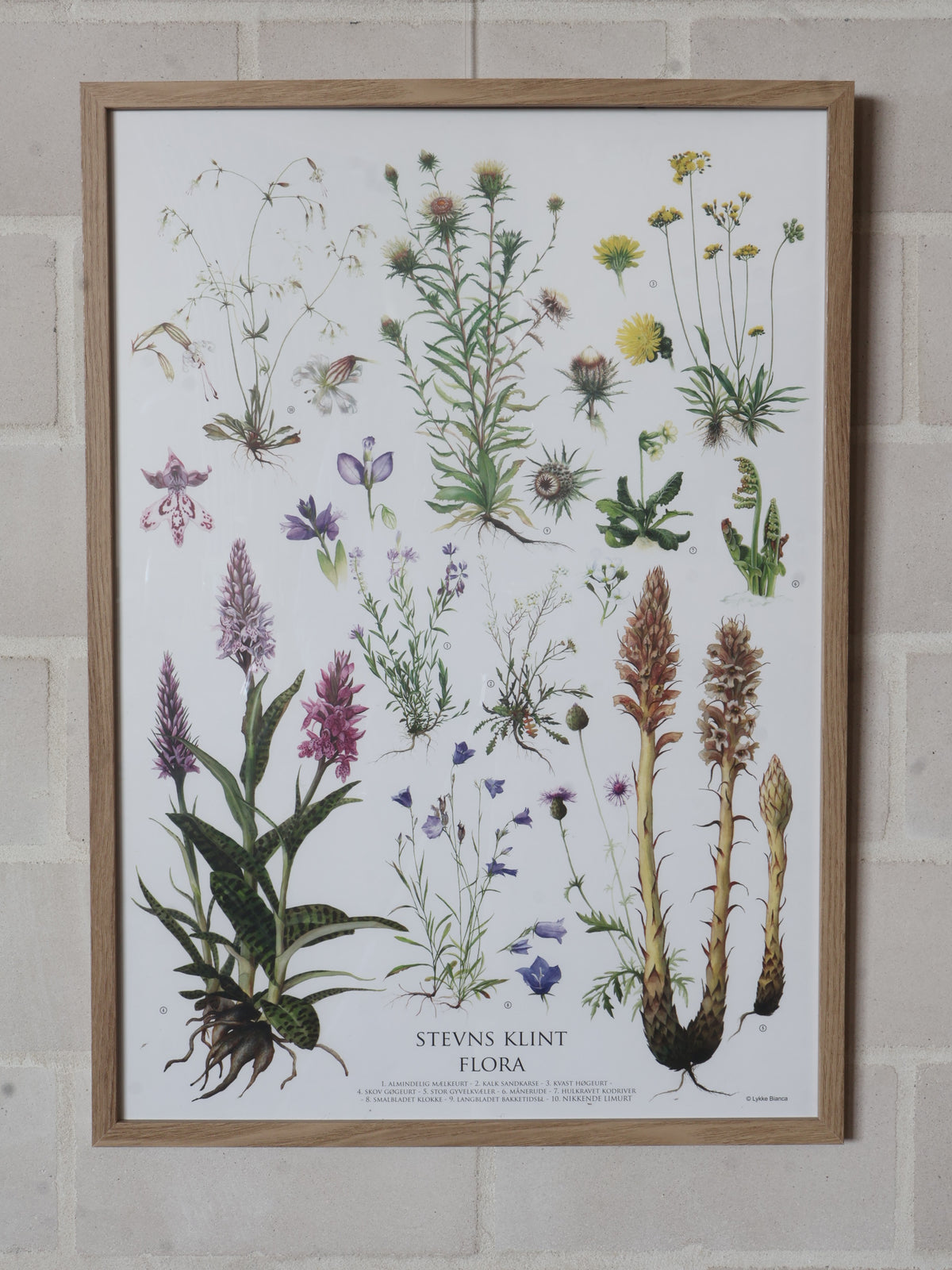 Lykke Bianca Stevns Klint Flora plakat