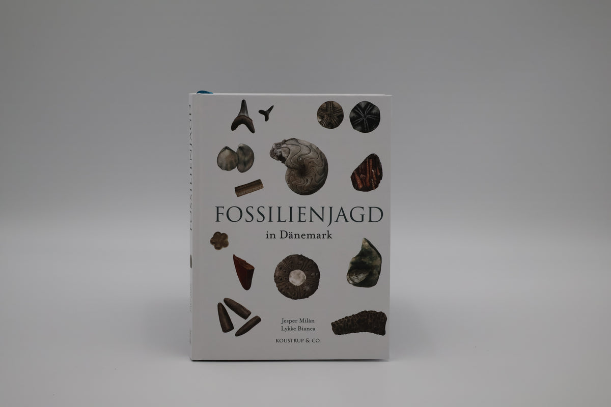 Fossilenjagd in Dänemark